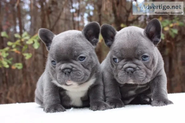 Bulky male and female frenchies