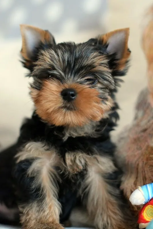 Douglas is an awesome yorkie for adoptio
