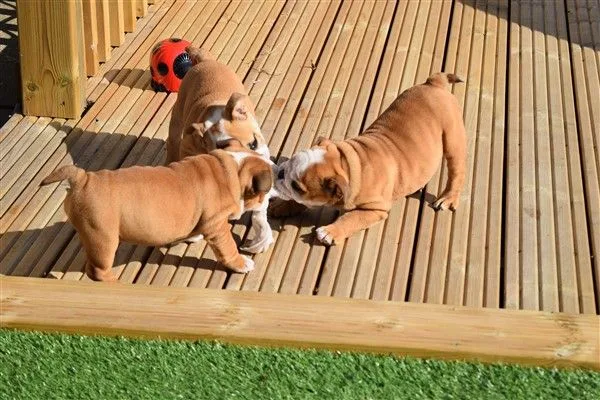 English bulldog puppies for sale