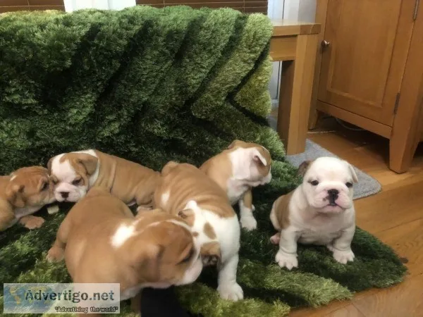 British bulldog kc registered puppies