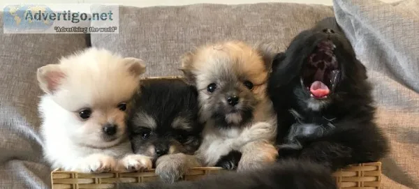 Tiny stunning kc parti pomeranian puppie