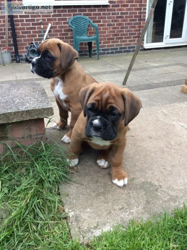  beautiful boxer puppies