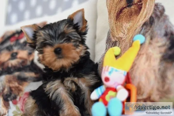 Douglas is an awesome yorkie for adoptio