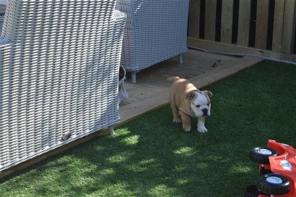 English bulldog puppies for sale