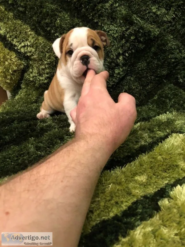 British bulldog kc registered puppies