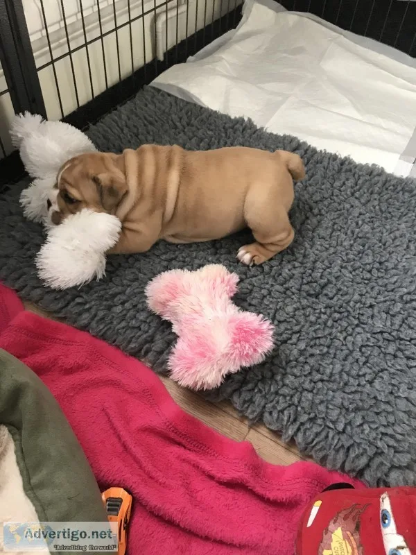 Affectionate english bulldog puppies
