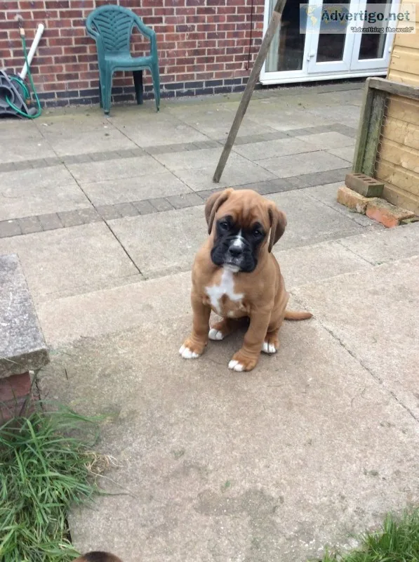  beautiful boxer puppies