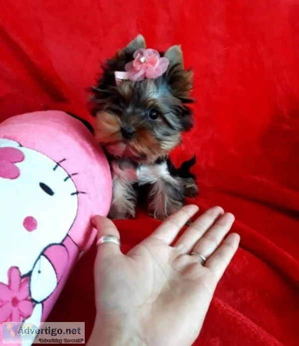 Gg yorkie terrier for adoption