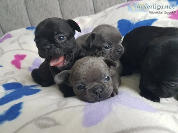 Akc quality french bulldog puppy for sal