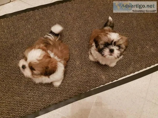 Adorable shihtzu puppies