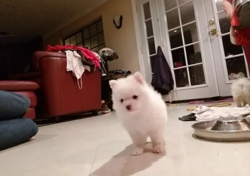 Two awesome t-cup pomeranian puppies