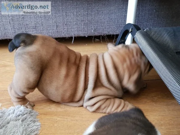 High quility english bulldog puppies ava