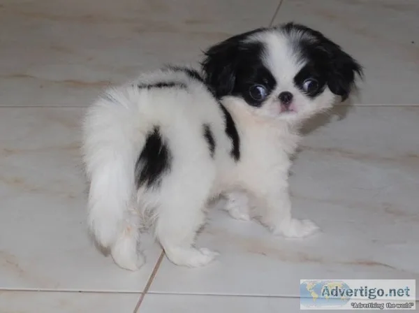 Japanese chin puppies available