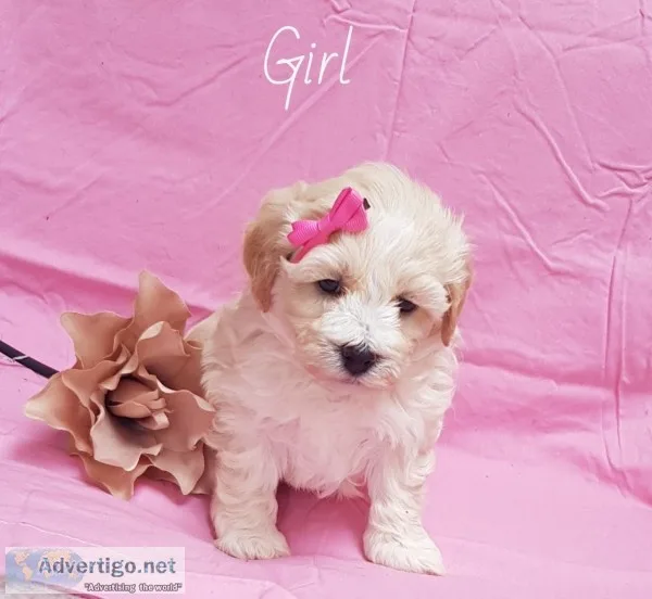 Maltipoo puppies for adoption