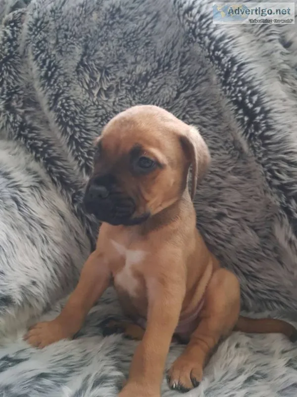 Bullmastiff chunky puppies