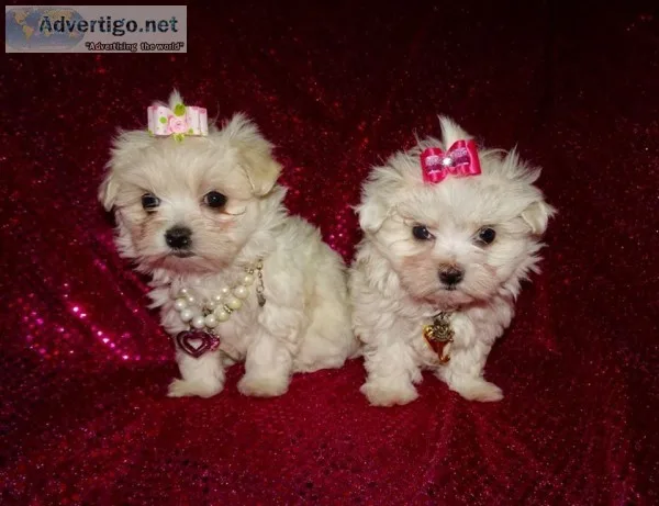 Super adorable maltese puppies