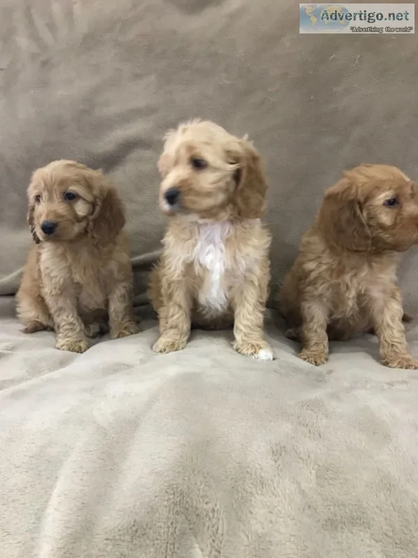 Cockapoo f1 puppies