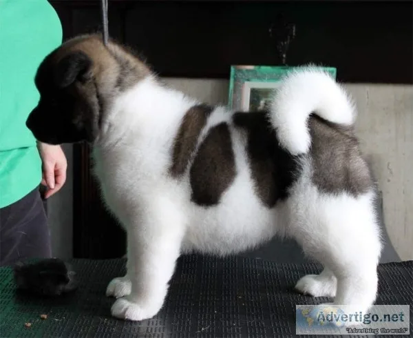 Absolute joyful akita for sale