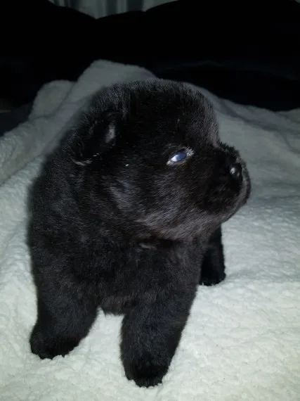 Very playful chow chow pups for sale