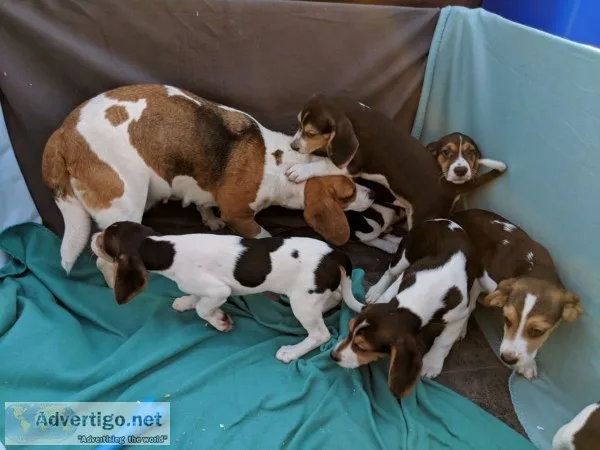 Stunning well bred show type beagle pupp