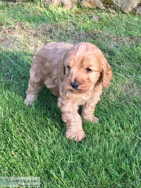 Ready now f1 cockapoo puppies (girls)