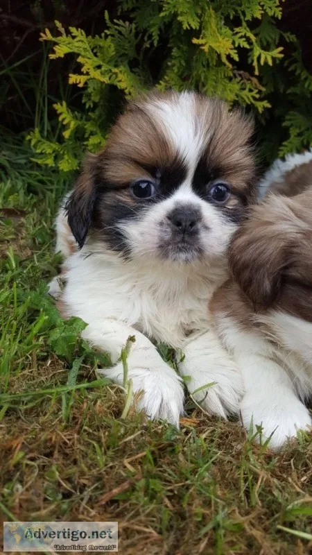 Akc reg imperial dobie shih tzu karashis