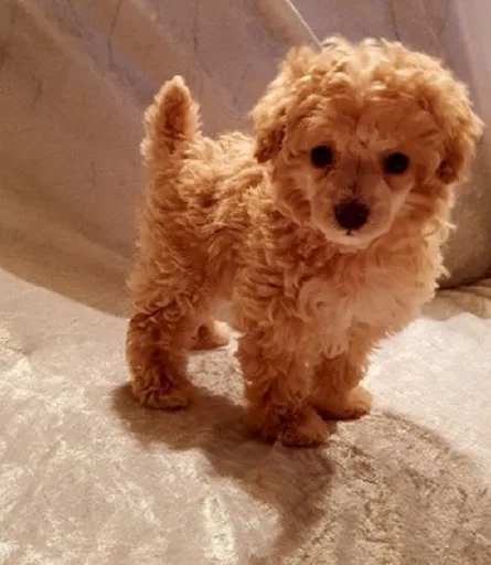 Toy poodle puppies