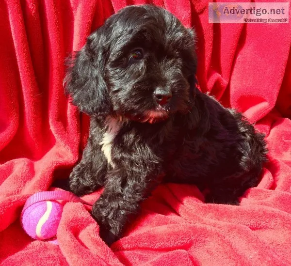 Cockapoo girl
