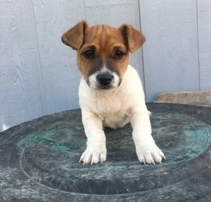 Beautiful true jack russel puppies