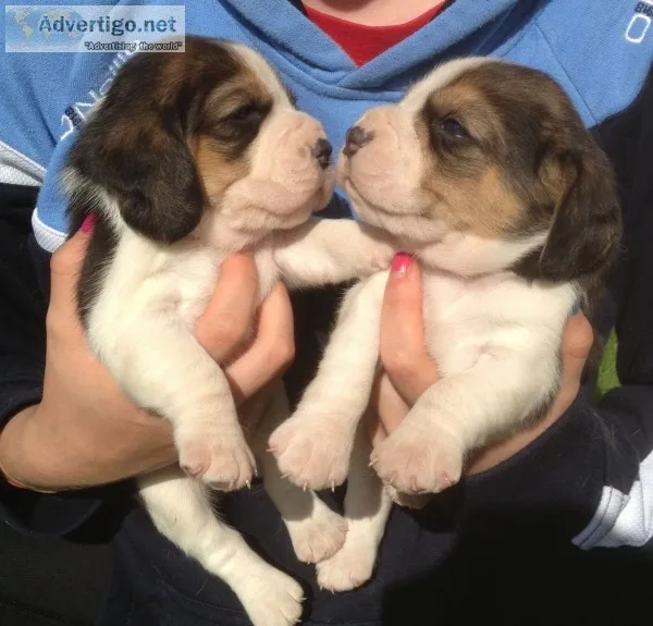 Beagle puppies for sale read soon