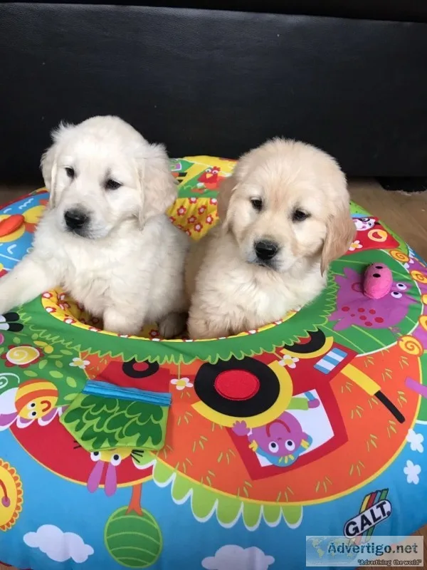 Akc golden retriever puppies