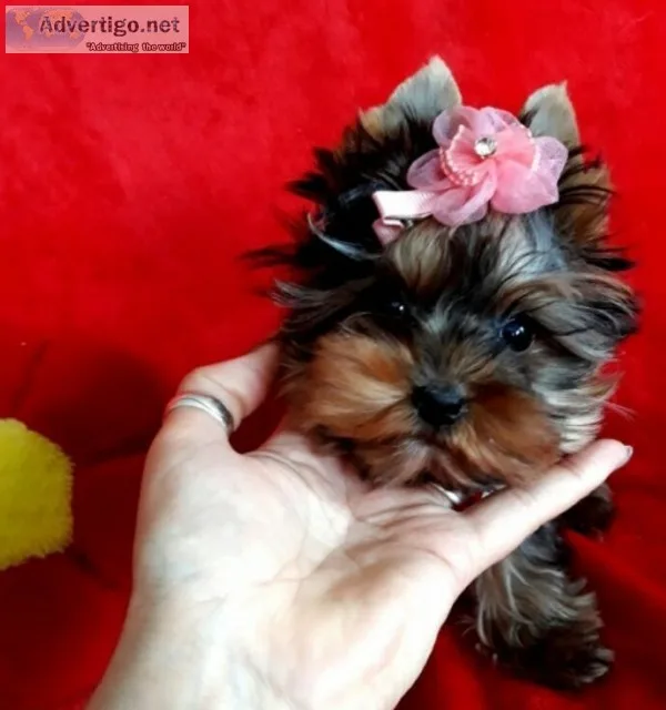 Gg yorkie terrier for adoption
