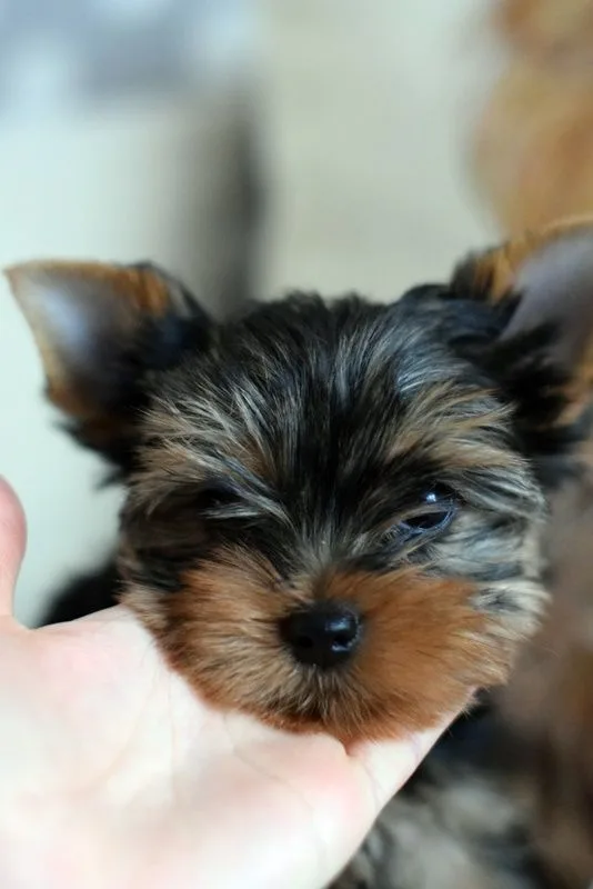 Douglas is an awesome yorkie for adoptio