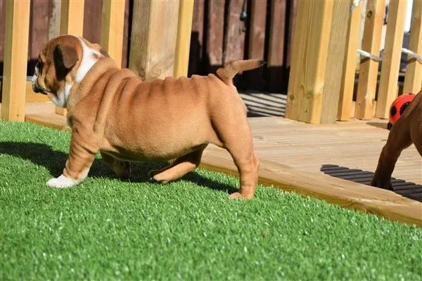 English bulldog puppies for sale