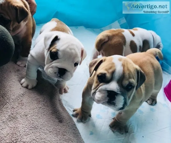 Affectionate english bulldog puppies