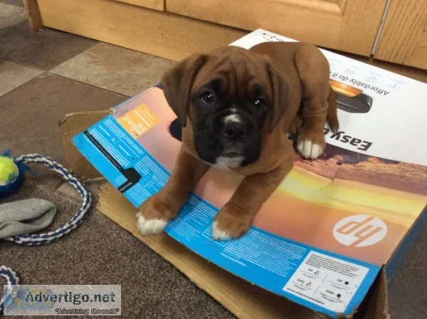  beautiful boxer puppies