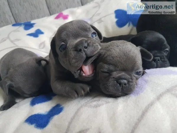 Akc quality french bulldog puppy for sal
