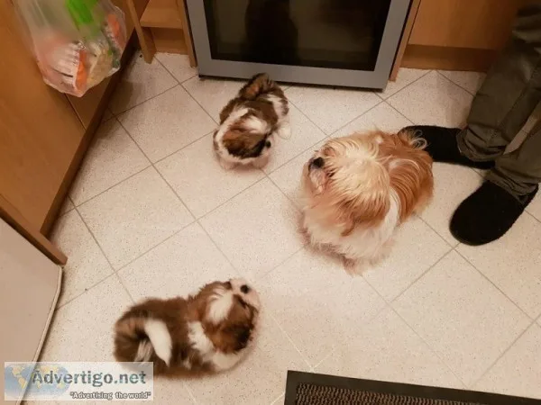 Adorable shihtzu puppies