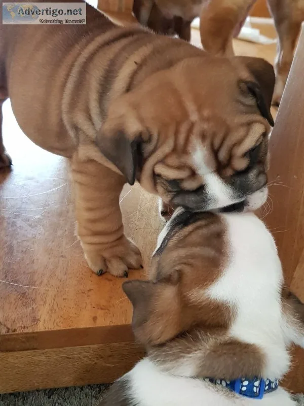 High quility english bulldog puppies ava