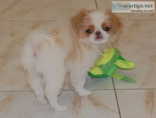 Japanese chin puppies available