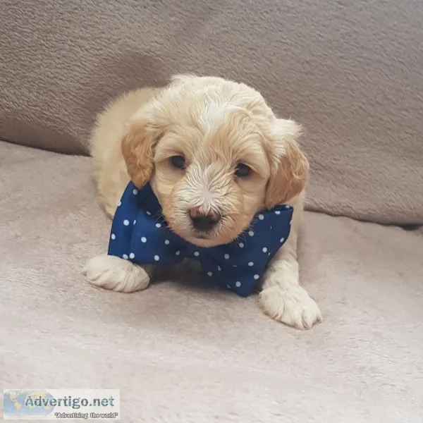 Maltipoo puppies for adoption