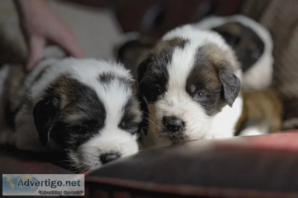 Adorable saint bernard puppies for sale