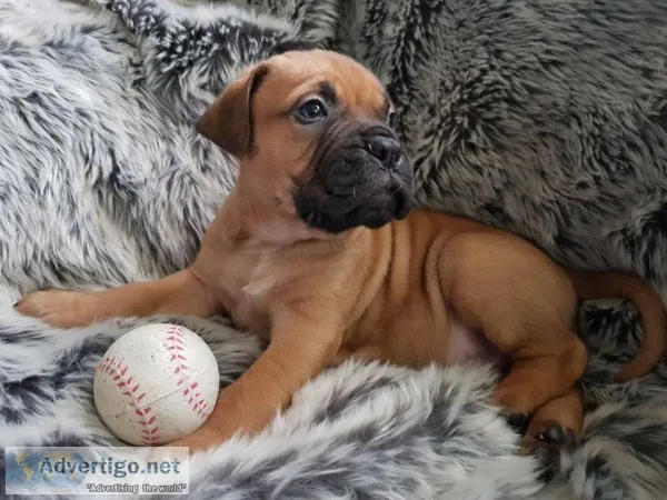 Bullmastiff chunky puppies