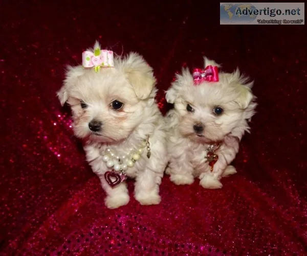 Super adorable maltese puppies