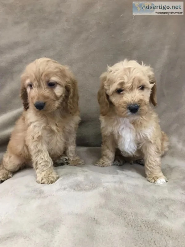 Cockapoo f1 puppies