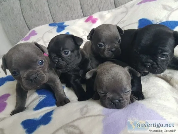 Akc quality french bulldog puppy for sal