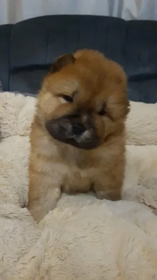 Very playful chow chow pups for sale