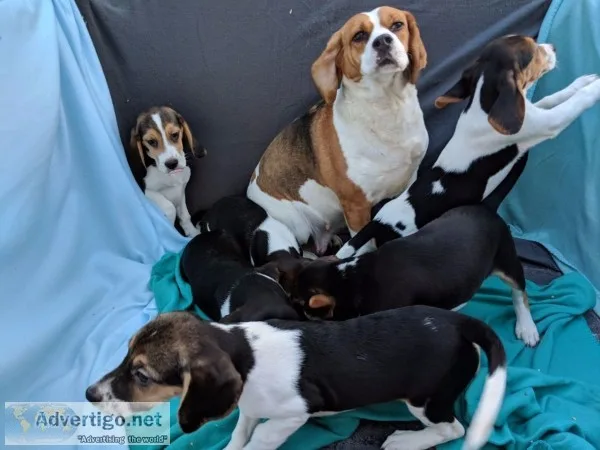 Stunning well bred show type beagle pupp