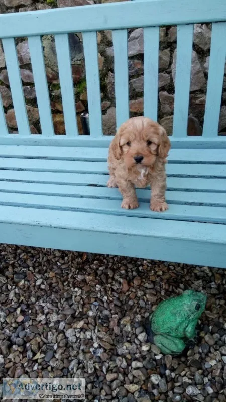 Ready now f1 cockapoo puppies (girls)