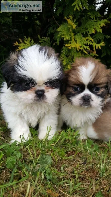 Akc reg imperial dobie shih tzu karashis